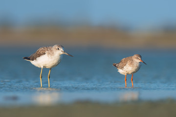 Common grennshanck and Common redshank