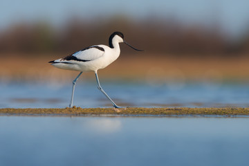 Pied avocet (Recurvirostra avosetta). Kinburn peninsula, Ukraine