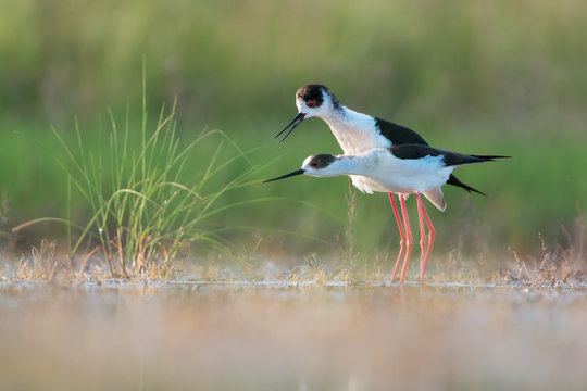 Female black-winged stilt signalling readiness to mate to male