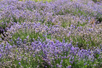Flowering lavender. Field of blue flowers. Lavandula - flowering plants in the mint family, Lamiaceae.	