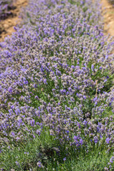 Fototapeta premium Flowering lavender. Field of blue flowers. Lavandula - flowering plants in the mint family, Lamiaceae. 
