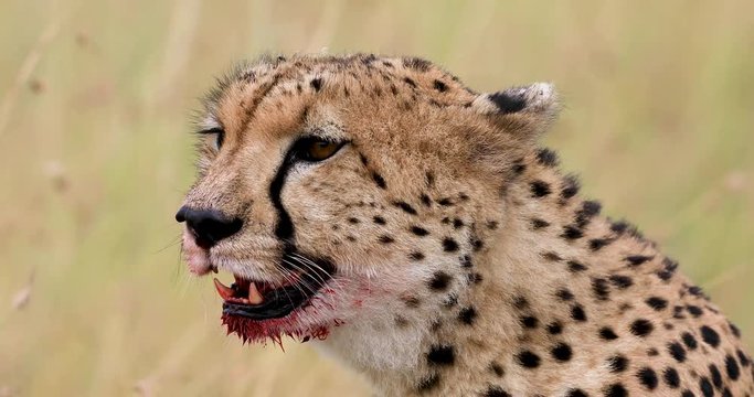 The portrait of a cheetah close up in the savannah of Kenya