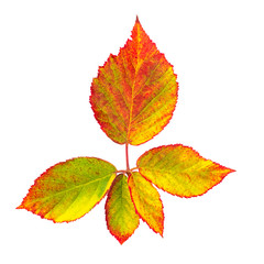 Autumn leaves branch, isolated on white with a clipping path