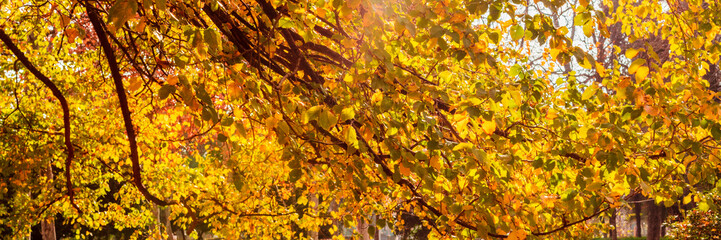 Autumn panorama. Vibrant yellow fall leaves, tree branches in a park. Selective focus