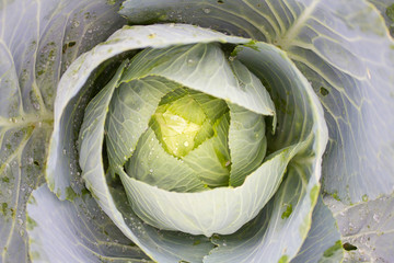 Closeup of a green cabbage