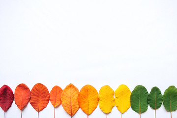 Colorful leaves on a white background in minimal style