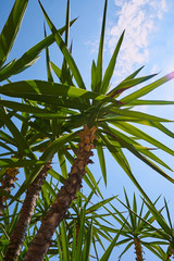 dracaena palms and summer sky - A slender trunk topped by a striking, five-foot-wide crown holding clusters of rich, green, knife-like leaves. 