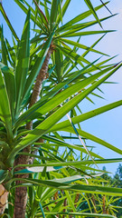 Obraz na płótnie Canvas dracaena palms - a superb specimen plant for the landscape or patio containers. Evergreen in frost-free climates