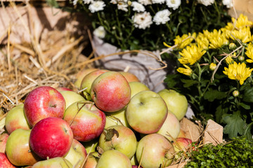 Apples lie on the hay in wooden boxes, autumn harvest. Apples at the agriculture exhibition.
