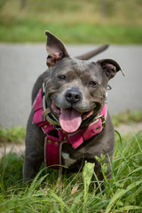 Big gray or blue coat color Staffordshire bull Terrier dog with open mouth and big smile on a leash on standing happy in the grass. 