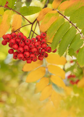 Brush of red rowan berries and variegated yellow leaves. Natural autumn natural background.