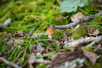 Tiny small mushroom on woodland forest floor in between moss