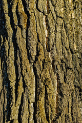 close-up of the rough bark of an oak trunk