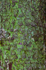 close-up of spruce bark with green lichen