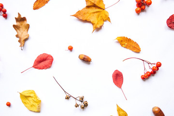 Autumn leaves, rowan and acorns on a white background. Abstract composition