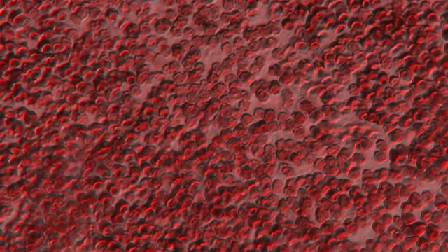 Blood Torrent Motion 600x Microscope