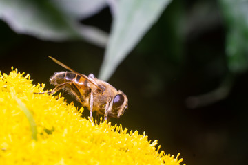 macro bee. Bee in the foreground on yellow flower