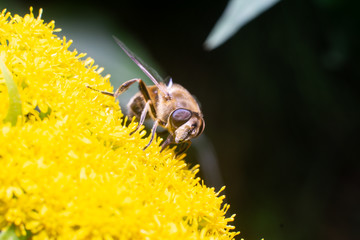 macro bee. Bee in the foreground on yellow flower
