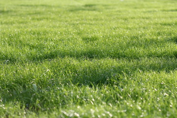 green grass of Krasnoyarsk street
