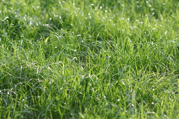 green grass of Krasnoyarsk