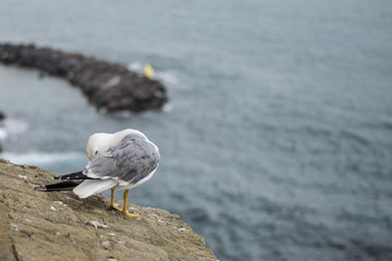 A seagull sitting on an old stone parapet with  bay in background.