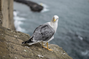 A seagull sitting on an old stone parapet with  bay in background.