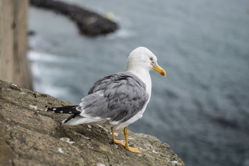 A seagull sitting on an old stone parapet with  bay in background.