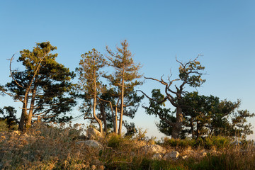 Obraz premium Wonder forest in mountains with coniferous trees of fairy tail shapes during sunset with blue clear sky on background
