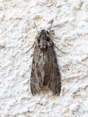 Moth, dorsal view. Agrius convolvuli, the convolvulus hawk-moth.