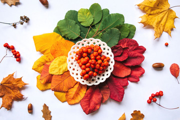 Rowan and colorful leaves on an autumn background. Autumn abstract design.