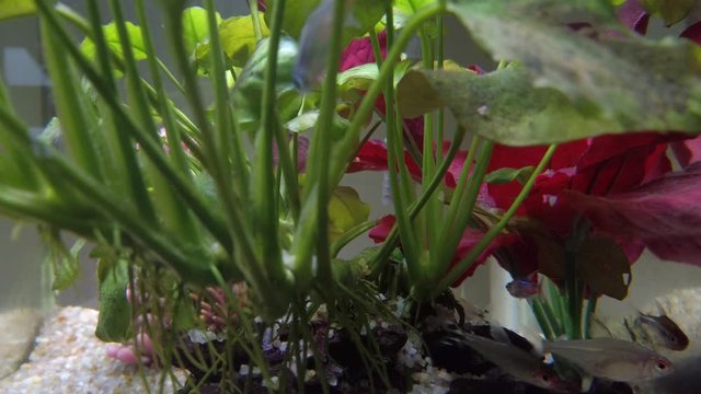 Colourful tropical fish in the clear water aquarium with drift woods, gravels, green and red plants. Rummy nose, neon and tetra fish.