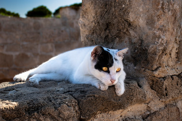 black and white cat with gold eyes lying on the stone wall of tomb and guards tombs of the kings in paphos on cyprus like a reincarnated king