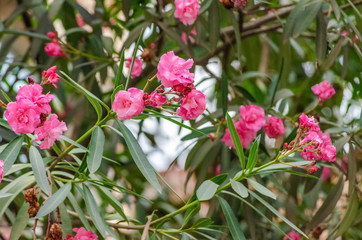 Beautiful pink flowers on a tree close up on a Sunny day, Georgia