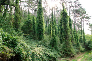 Fototapeta na wymiar Bäume in einem Wald die von Efeu umschlungen sind