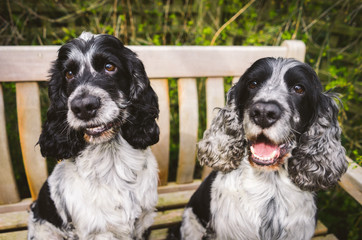 Two Blue Roan Cocker Spaniels Play in Garden Together
