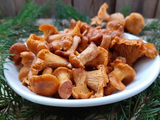 Chanterelle mushrooms pickled or salted. Cooked chanterelle mushrooms. Mushroom appetizer. Edible forest mushrooms.