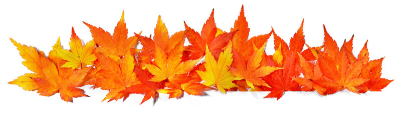 Naklejka na ściany i meble Autumn Maple Leaves - Panorama Background