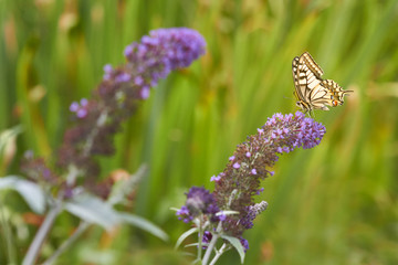 Common swallow butterfly on butterfly bush flower
