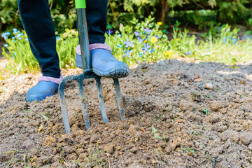 Gardener digging the earth over with a garden fork to cultivate the soil ready for planting in early spring - low section of rubber boot standing with gardening fork