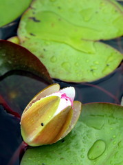water lily's bud