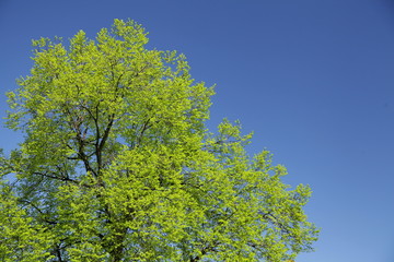 flowering maple 