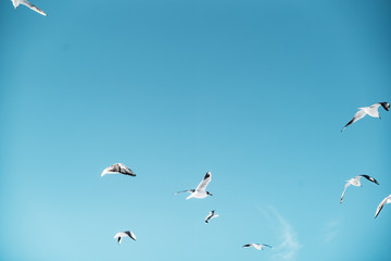 seagulls baltic sea