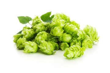 Heap of fresh hops cones isolated on white