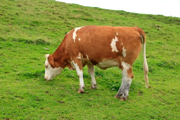 Kuh in den Chiemgauer Alpen bei grasen auf einer Wiese