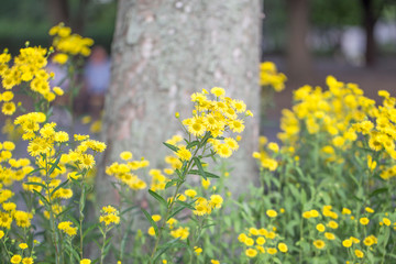 yellow flowers of elecampane background