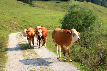 Kuh in den Chiemgauer Alpen auf einem Wanderweg