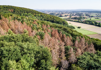 Drohnenfoto - Waldgebiet mit toten Fichten