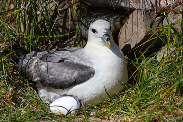 Northern fulmar on a nest with a single egg