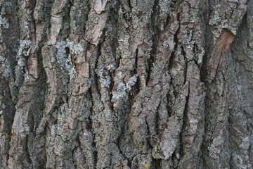 tree trunk background structured nature element photo