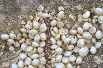 Tantissime chiocciole attaccate ad un vecchio muro e a spuntoni di ferro.